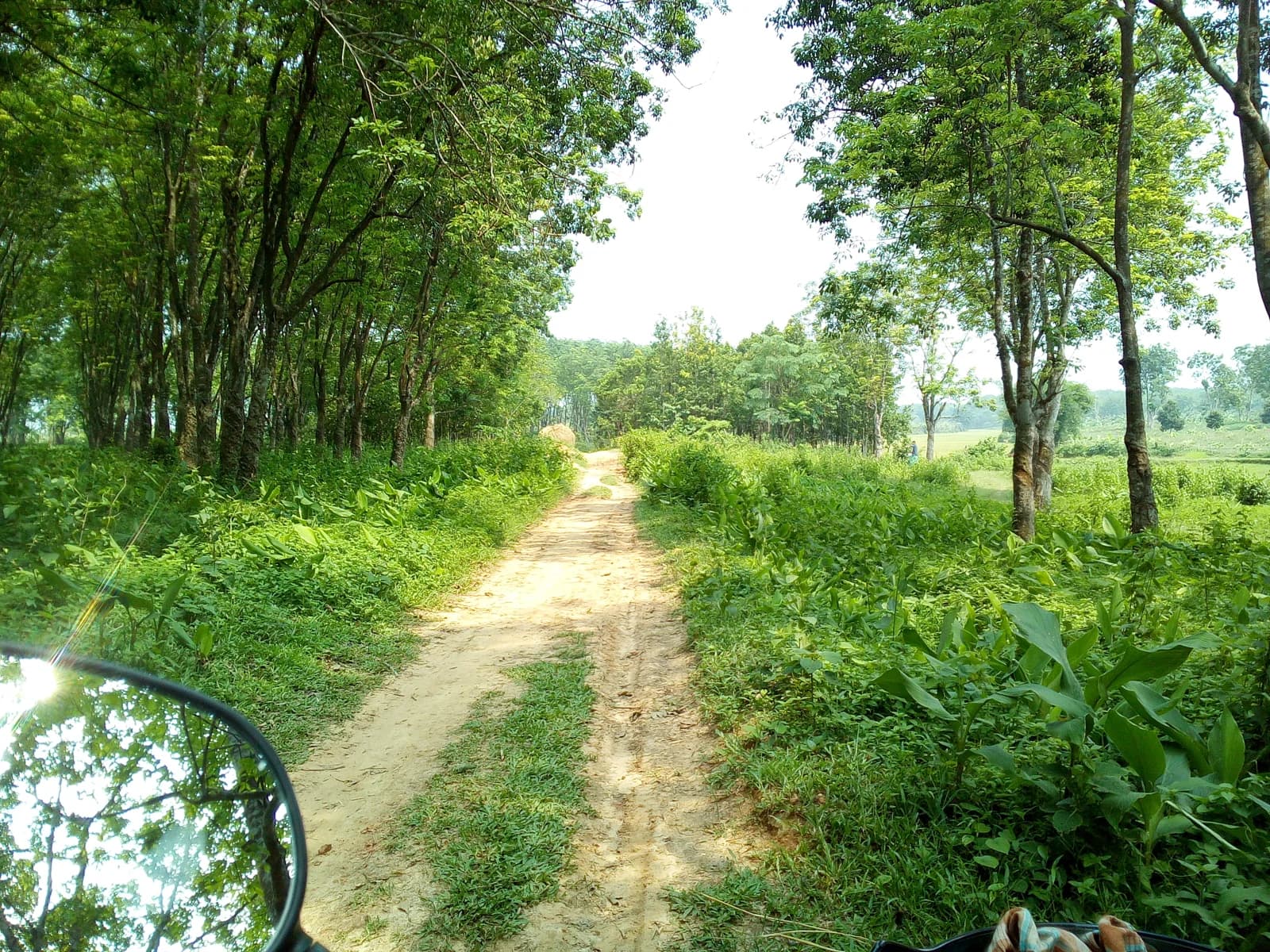 মধুপুর জাতীয় উদ্যান