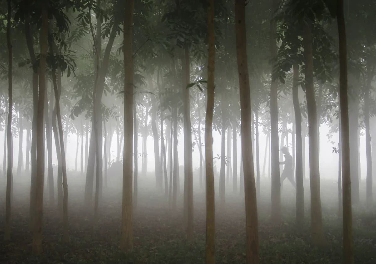Lawachara National Park