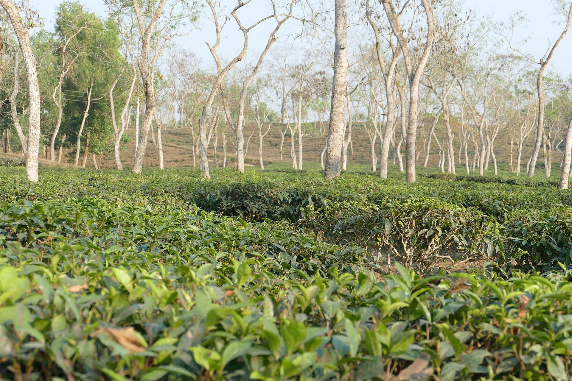 শ্রীমঙ্গল ও লাউয়াছড়া জাতীয় উদ্যান